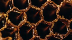 ما هي فوائد عكبر النحل لعلاج الالتهابات والحروق وتقوية الذاكرة؟