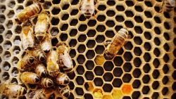 فوائد العسل للعين وطريقة الاستخدام الصحيحة