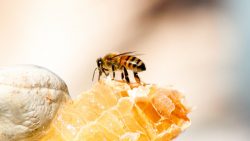 فوائد أكل شمع العسل لصحة القلب والجسم ودوره للبشرة