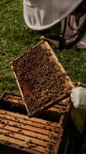 كيف تعرف العسل الأصلي من المغشوش