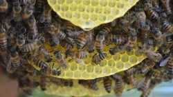 فوائد العسل للقلب وتعزيز الطاقة ووقاية الجسم من الأمراض