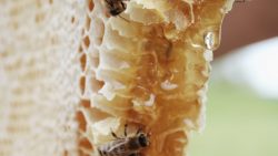 كيفية تربية النحل وإنتاج العسل والخطوات اللازمة للقيام بذلك