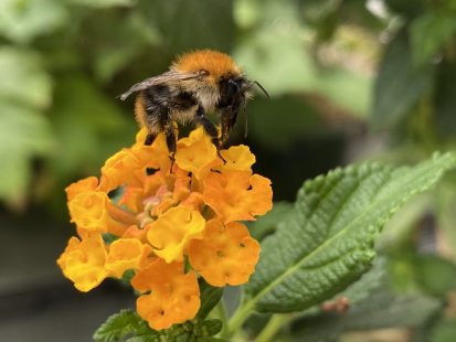 فوائد عسل ملكات النحل لعلاج المشكلات الصحية