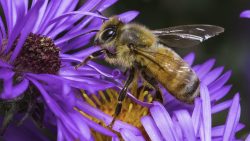 لماذا يصنع النحل العسل وما أهم فوائده الصحية للإنسان؟