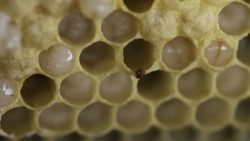 كيف نميز العسل الطبيعي من العسل المغشوش