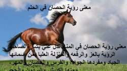 تفسير رؤية الحصان في المنام لابن سيرين لأفضل علماء التفسير