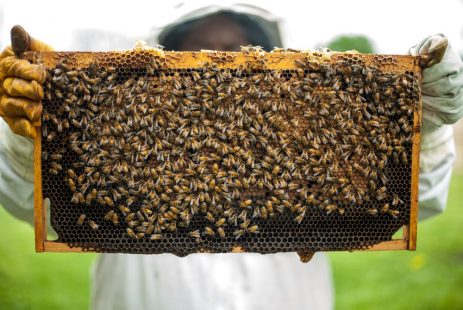 كيف أعرف العسل المغشوش من العسل الأصلي بخطوات منزلية بسيطة