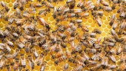 فوائد العسل وحبة البركة للحصول على الفيتامينات والمعادن الهامة
