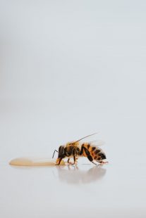 فوائد بذور الجرجير مع العسل للحفاظ على البشرة من التجاعيد
