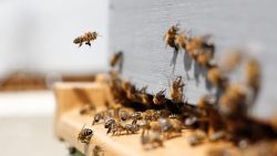 فوائد العسل مع حبة البركة للبشرة والشعر