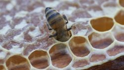 كيف تفرق بين العسل الأصلي والمغشوش