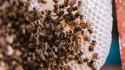 فوائد العسل للشعر الخفيف وصفات قوية