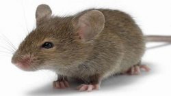تفسير الفأر في المنام حسب التفسيرات لابن سيرين