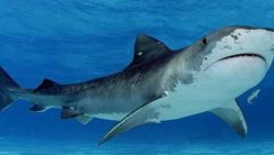 تفسير حلم سمك القرش في المنام لابن شاهين للفرد وأقاربه