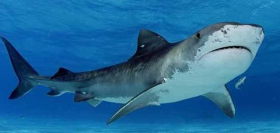 تفسير حلم سمك القرش في المنام لابن شاهين للفرد وأقاربه