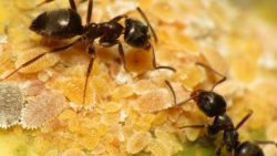تفسير رؤية النمل في المنام لابن سيرين والنابلسي وابن شاهين